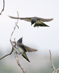 Eastern Kingbirds 8622
